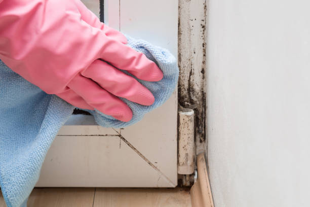 Trusted Patrick Af, FL Mold Remediation Experts